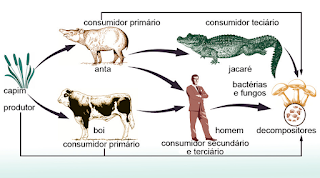 elastogenético