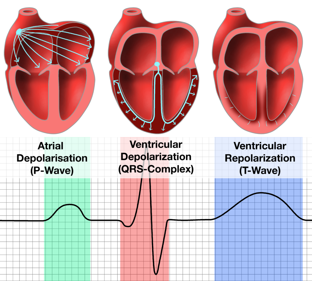 electrocardiografia